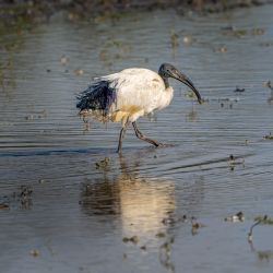 ibis tommi